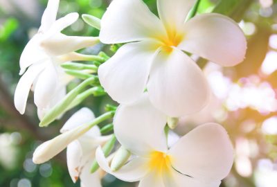 Fresh yellow and white plumeria flower in garden